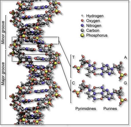 Dna And Rna Computational Medicine Center At Thomas Jefferson University