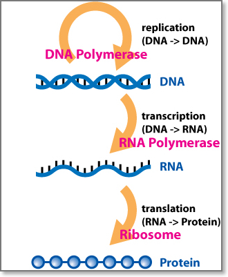 what is the function of dna and rna