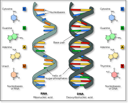 Dna Vs Rna Chart