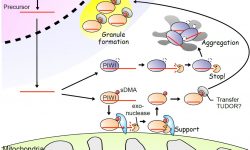 Sketch of mitochondrial protein BmPAPI modulating the length of mature piRNAs