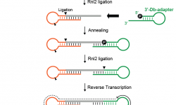 Graphic description of the Dumbbell-PCR (Db-PCR) method for quantification of RNA variants