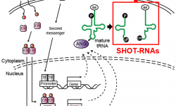 SHOT-RNAs promote cell growth in cancers