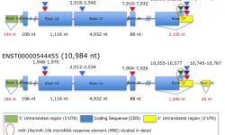 Illustration of the Predicted miRNAs response elements (MREs) within BRCA2 for the miR-17/92 cluster