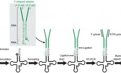 Illustration of the YAMAT-seq method for high-throughput sequencing of mature tRNAs