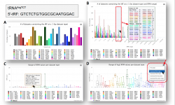 Interactive graphs of the TCGA tRNA fragments in MINTbase