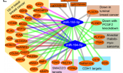 Role of miR-192-5p and miR-194-5p in cancer