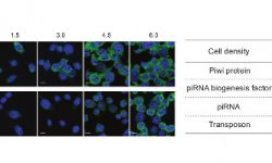 Cell density role in piRNA biogenesis