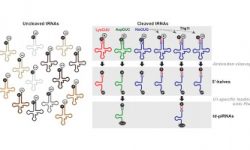 Graphic Showing the Biogenesis Pathway of tRNA-Derived piRNAs