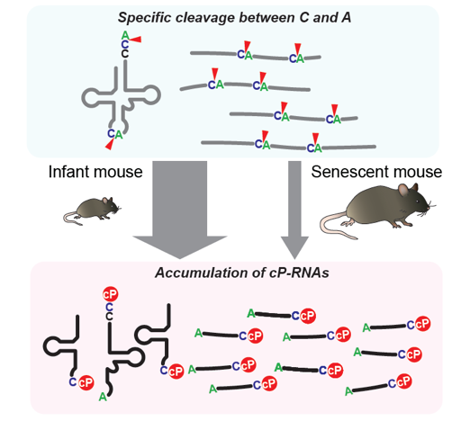 Diagram of Generation of cP RNAs and its Age-Dependent Decrease