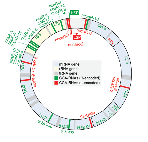 Mitochondrial Genome Generates CCA-RNAs