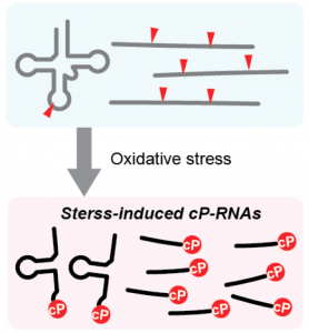 Identification of stress-induced cP-RNAs
