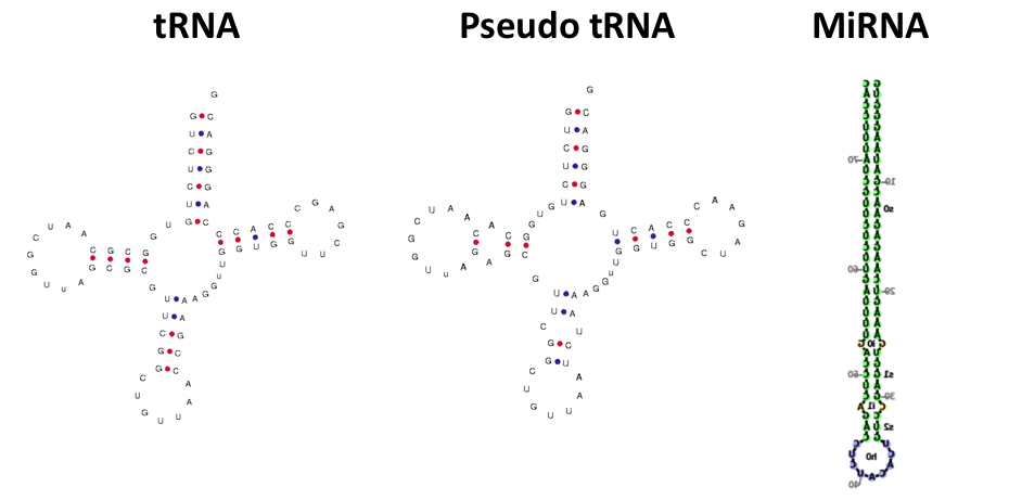 RNA-ImageClassifier-FastAI