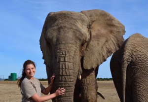 Haley Wilson working with elephants on Kwantu Private Game Reserve in Sidbury, South Africa
