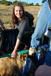 Haley Wilson on a veterinary internship in South Africa relocating a lion
