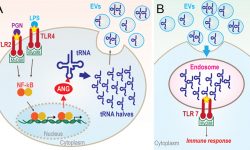 A proposed model for 5′-tRNA half-mediated immune response