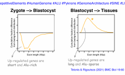 Genes with highest expression at the blastocyst stage are short and dense in Alu elements