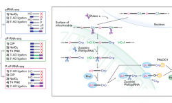 Our unique RNA-seq method (left panel) revealed RNase κ-engaged piRNA biogenesis pathway, in which the generation of cyclic phosphate-RNAs promotes robust piRNA production (right pabel).