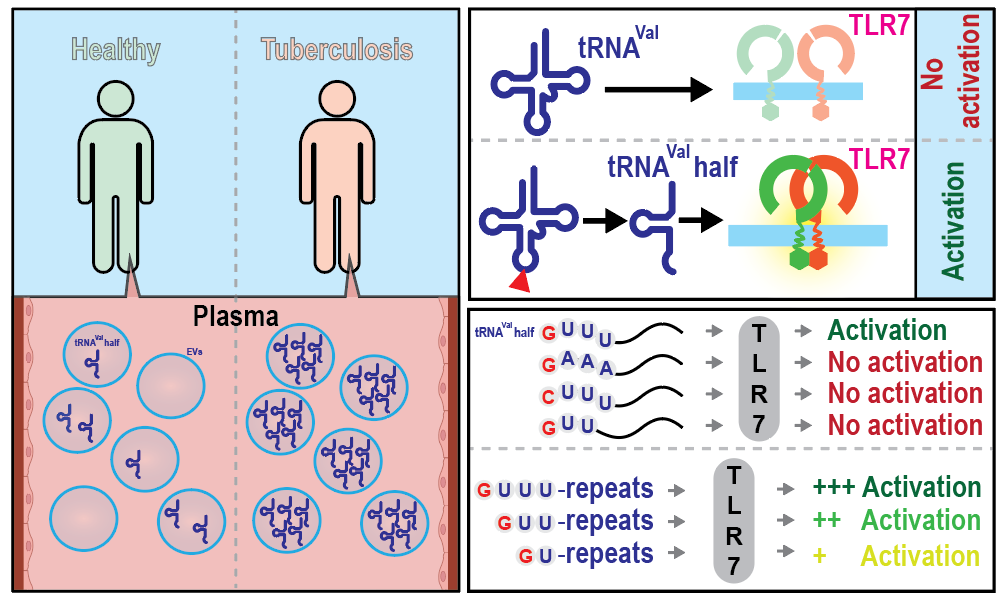 rRNA combat tuberculosis infection